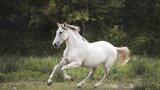 Po vesnici u Rýmařova běhal osedlaný kůň: Jeho jezdec usnul opilý na poli