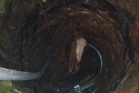Kůň spadl do čtyřmetrové studny: Hasiči ho vytáhli jeřábem