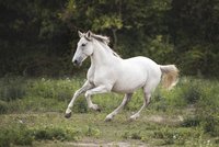 Po vesnici u Rýmařova běhal osedlaný kůň: Jeho jezdec usnul opilý na poli