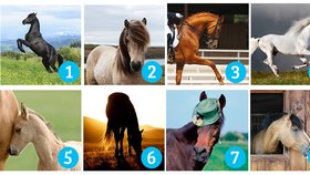 Vyberte si koně, který je nejbližší vašemu srcdi a zjistěte, co o vás prozradí