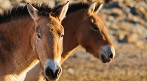 Koně převalského ze ZOO Praha cválají v Mongolsku