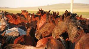 Revoluce na kopytech: Po stopách dávných koní