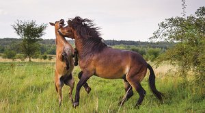 Divocí koně u Lužnice: Spasou rákosí, křoviny i spadané listí 