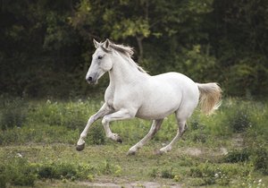 Obcí Stránské na Rýmařovsku pobíhal osedlaný kůň, jeho jezdec usnul opilý na poli. Ilustrační foto