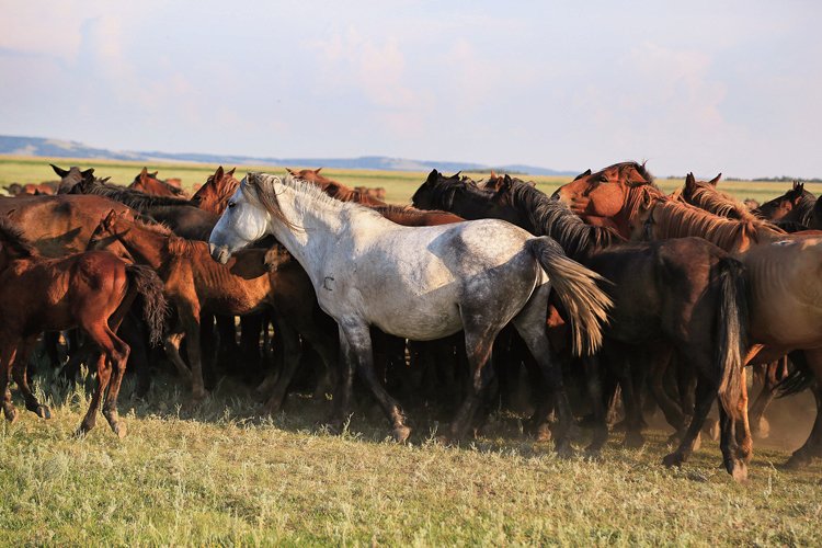 Současní kazašští koně 