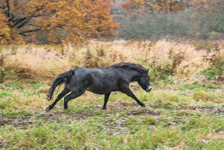 Fotograf měl těžkou práci, koně před ním utíkali