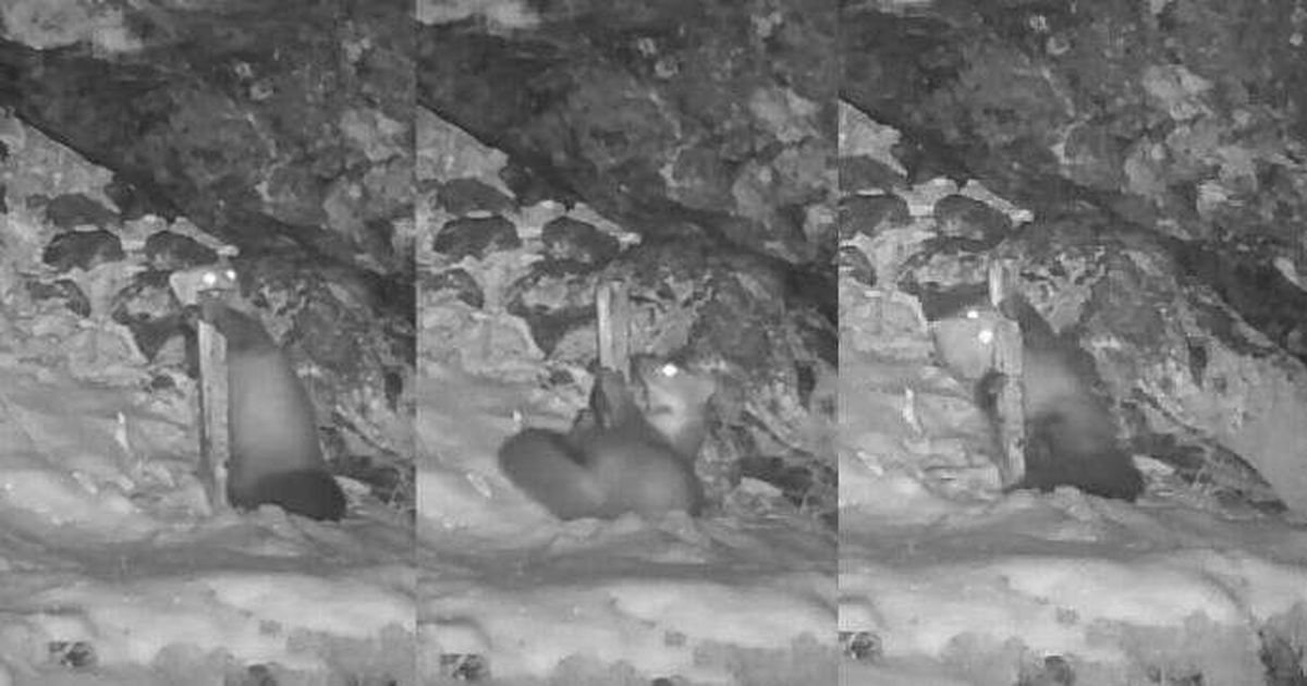 Křivoklátsko: Marten hizo un gran baile en barra delante de la cámara trampa de los conservacionistas.