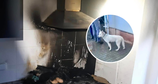 Roztomilé štěně způsobilo požár v Kunčicích: Podařilo se mu zapnout plotýnku na varné desce!
