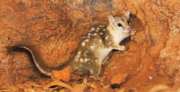 Kunovec severní je z australských kunovců nejmenší – samice váží kolem 0,5 kg, samci až1kg