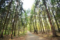 Statisíce nových sazenic rozšířily pražské lesy. Kůrovec v hlavním městě mírně polevuje