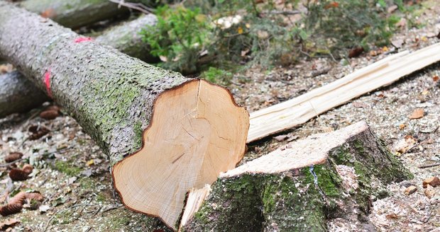 Tragédie na Vyškovsku: Muže při těžbě dřeva zavalil strom, na místě zemřel