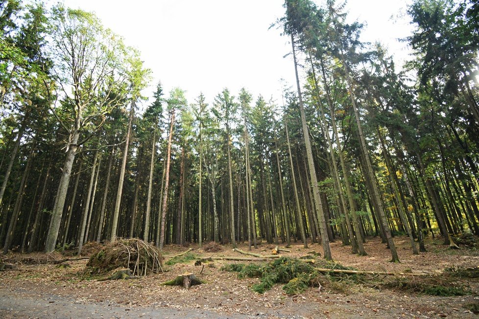 Pěším výletníkům se v Klánovickém lese nelíbí větší výskyt cyklistů nebo jezdců na koních. (ilustrační foto)