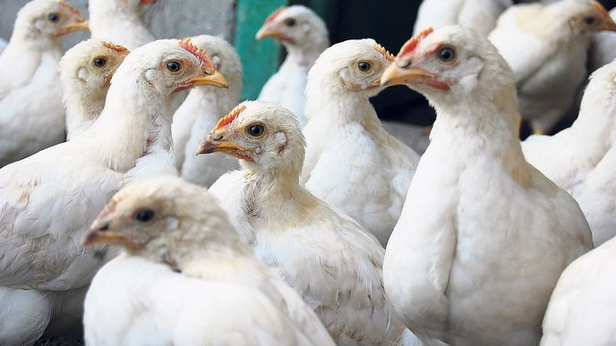 Chovatelé smí kuřatům podávat antibiotika jen v případě nemoci