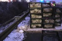 Tisíc mrtvých kuřat: Na D1 ve směru na Brno se tvoří kolony