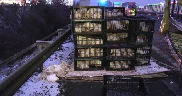 Tisíc mrtvých kuřat: Na D1 ve směru na Brno se tvoří kolony