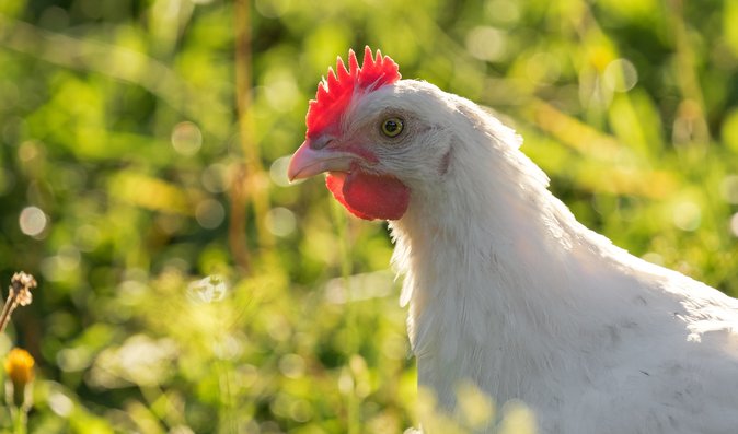 Kuře z Bresse žije volně na travnatých rozlehlých plochách
