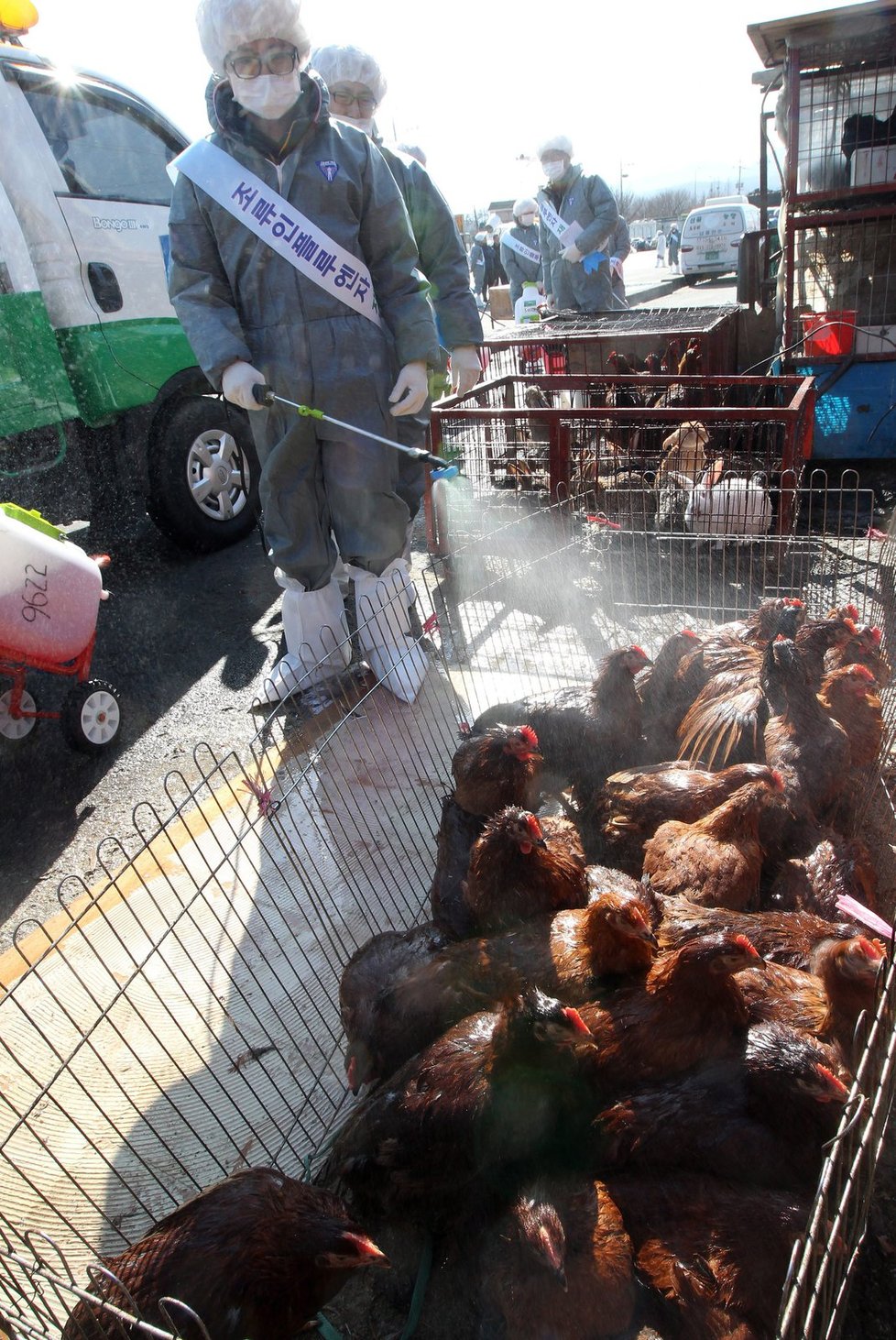 Dezinfekce kuřat na farmě v Jižní Koreji: Opět se objevily obavy z ptačí chřipky.