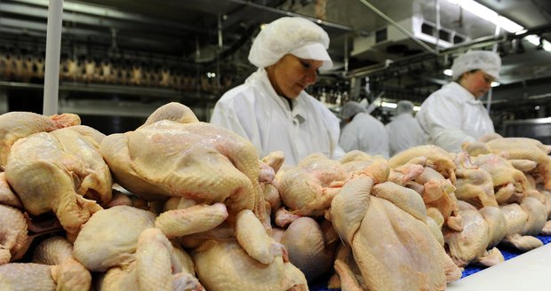 Lahůdka z Polska: Do Čech poslali tuny kuřat se salmonelou