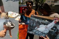 Krveprolití v mexickém senátu: Obětovali kuře! Kontroverzní akce vyvolala protesty