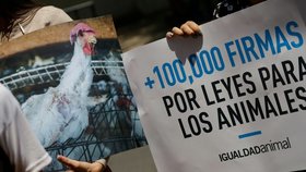 Na půdě mexického senátu obětovali za účasti jednoho ze senátorů aztéckému bohu deště Tlalocovi kuře, vyvolalo to protesty ochránců zvířat.