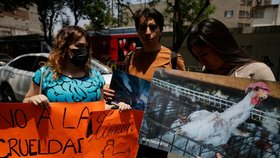 Na půdě mexického senátu obětovali za účasti jednoho ze senátorů aztéckému bohu deště Tlalocovi kuře, vyvolalo to protesty ochránců zvířat.