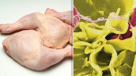 Veterináři objevili víc než tunu kuřecího masa se salmonelou. (ilustrační foto)