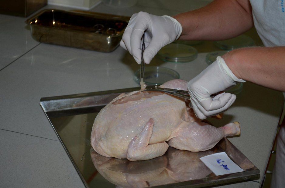 Čeští veterináři objevili v kuřecím mase z Brazílie bakterie salmonely. (ilustrační foto)