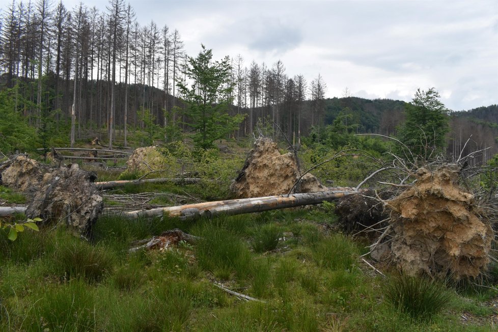 České Švýcarsko a kůrovcová kalamita (září 2021)