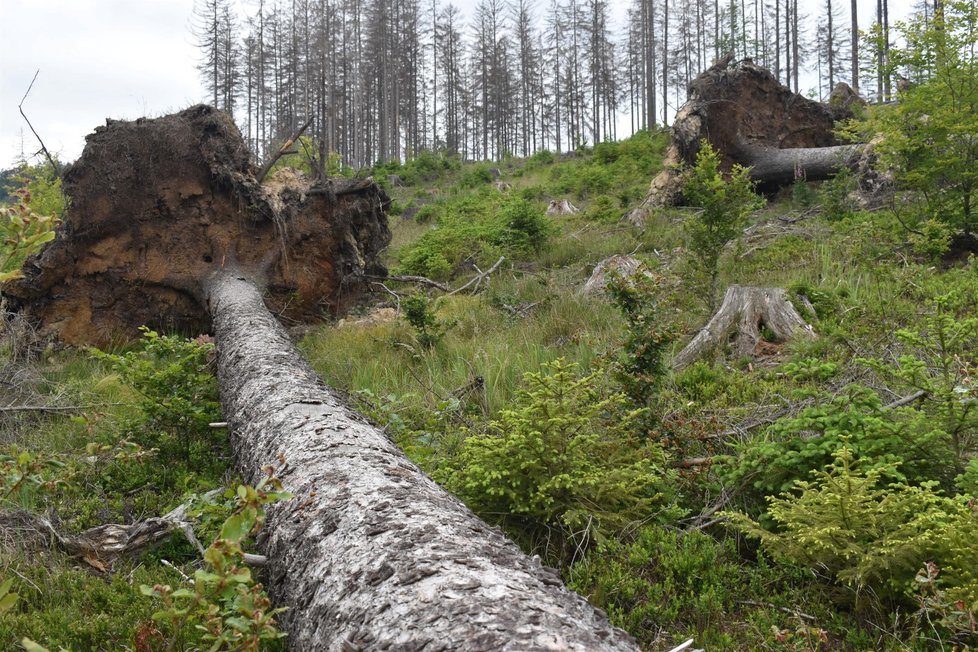 České Švýcarsko a kůrovcová kalamita (září 2021)