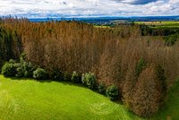 Lesníci v Česku vítězí nad kůrovcem: Poslední velké bojiště je na Ústecku a Liberecku