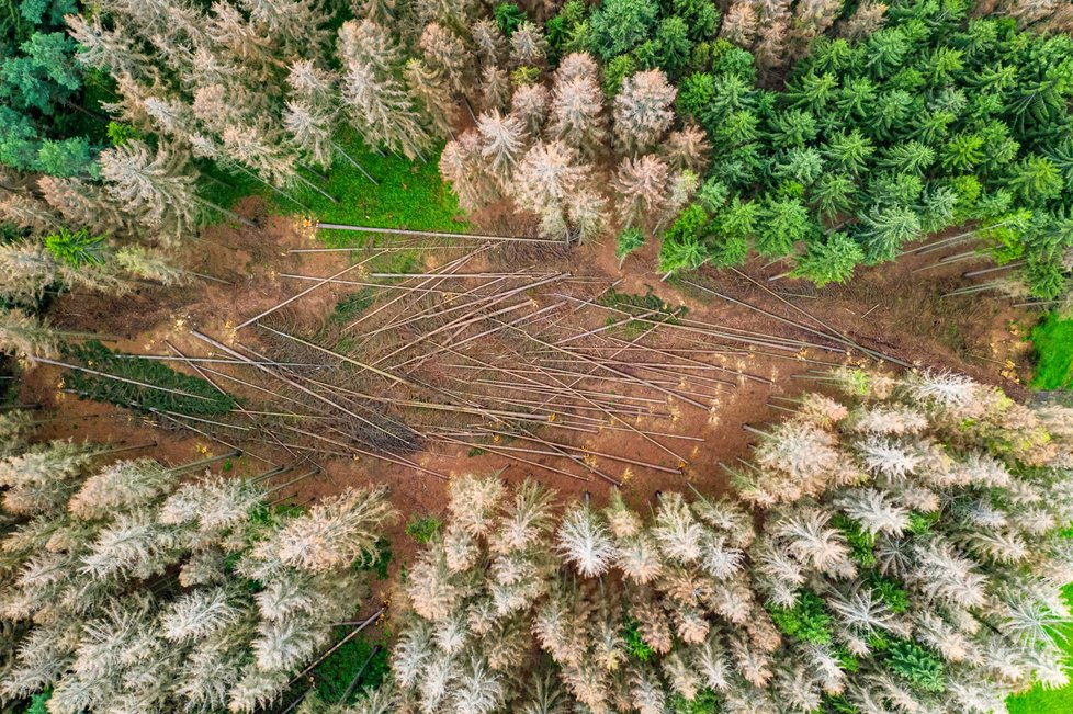 Kůrovcem napadený les na Vysočině (září 2021)