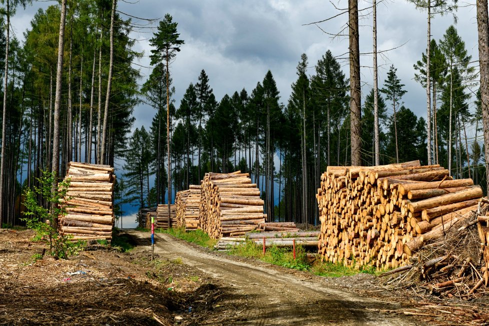 Kůrovcem napadený les na Vysočině (září 2021)