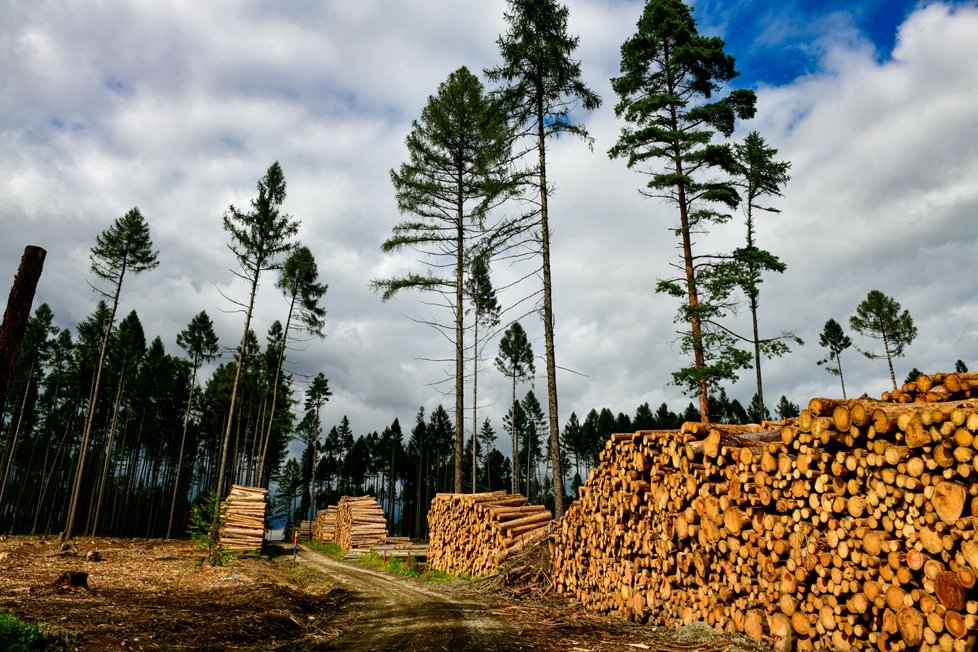 Kůrovcem napadený les na Vysočině (září 2021)