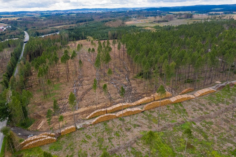 Kůrovcem napadený les na Vysočině (září 2021)