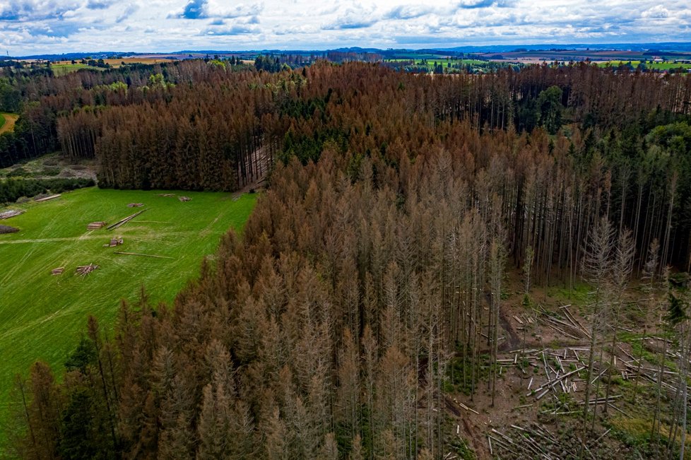 Kůrovcem napadený les na Vysočině (září 2021)