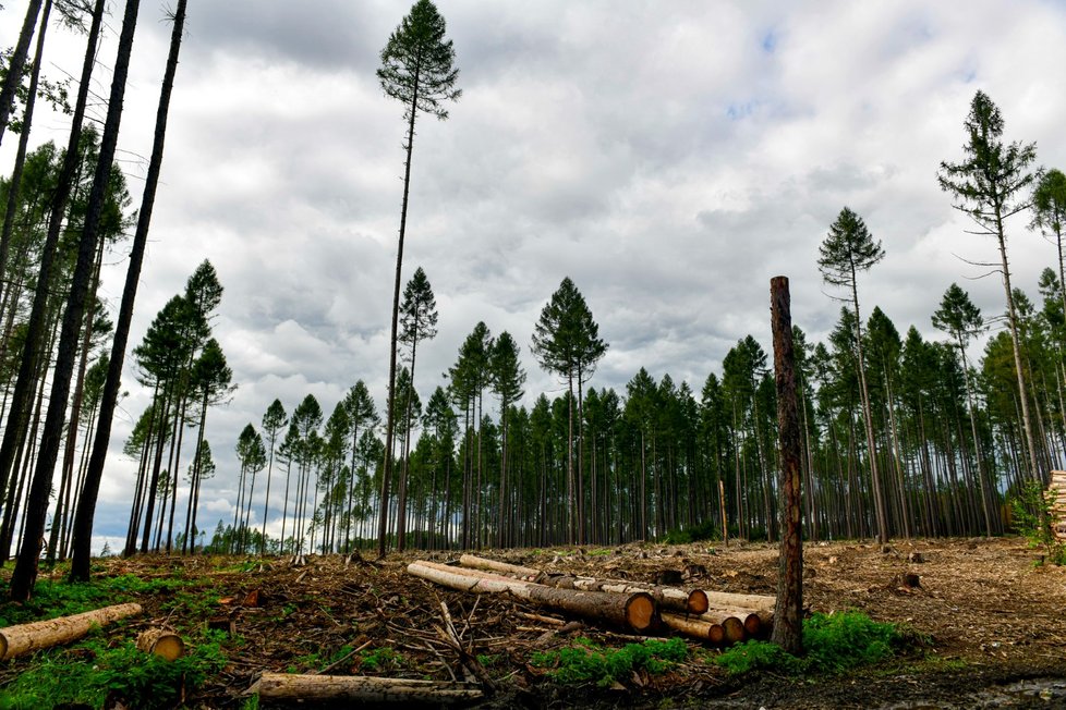 Kůrovcem napadený les na Vysočině (září 2021)