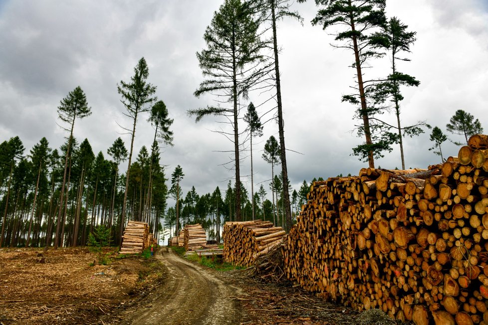 Kůrovcem napadený les na Vysočině (září 2021)