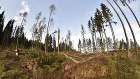v Moravskoslezském kraji kvůli špatnému počasí chřadnou lesy, problémy má až 90 procent porostů.