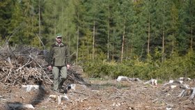 Podle experta Mendelovy univerzity v Brně je problémem i pomalá reakce Lesů ČR, která musí zakázky na vytěžení napadeného dřeva soutěžit