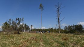 Podle experta na lesnictví bylo dříve běžné, že Lesy ČR měly zaměstnance, kteří na kůrovce reagovali okamžitě a v případě, že někde vyletěl, pokácely io zdravě vypadající, ale napadené stromy v okolí