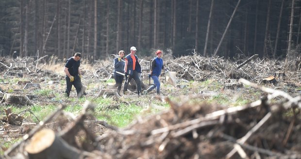 Do lesů chtějí nahnat studenty. Za boj s kůrovcem nabízí až 120 korun na hodinu 