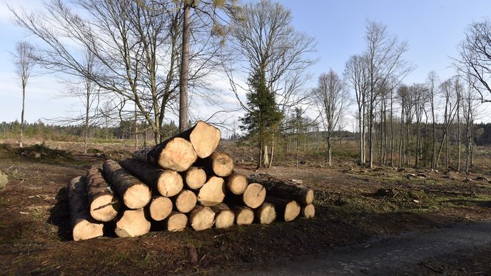 Kůrovcová kalamita zatěžuje i zpracovatele dřeva, kteří nemají kde vytěžené dříví skladovat