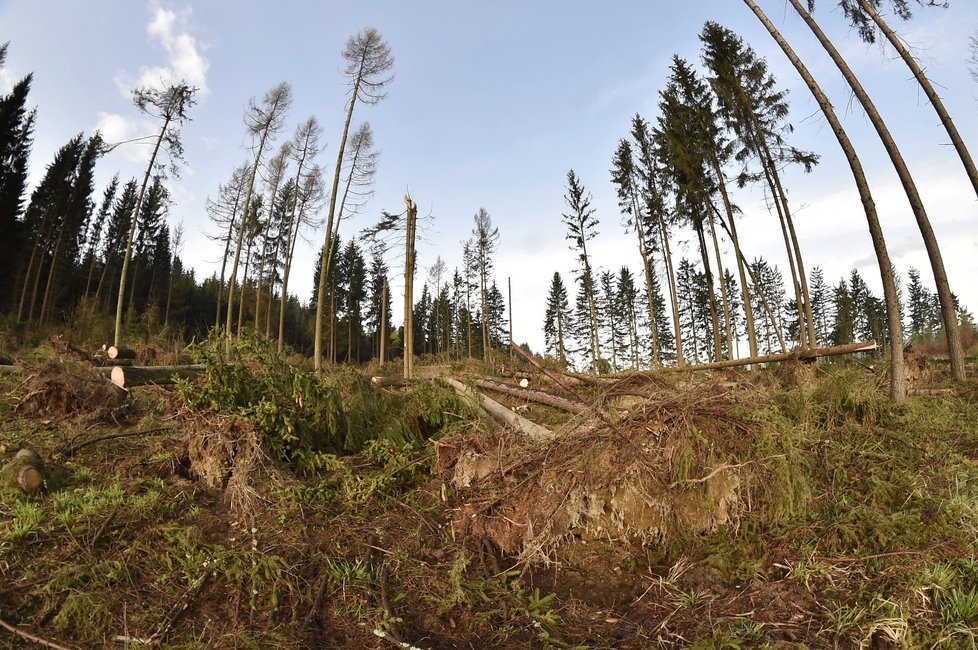 Lesy potřebují nutně pomoc státu kvůli dopadu kůrovcové kalamity umocněné suchem, uvedlo ve svém prohlášení Sdružení vlastníků obecních a soukromých lesů v ČR (ilustrační foto).