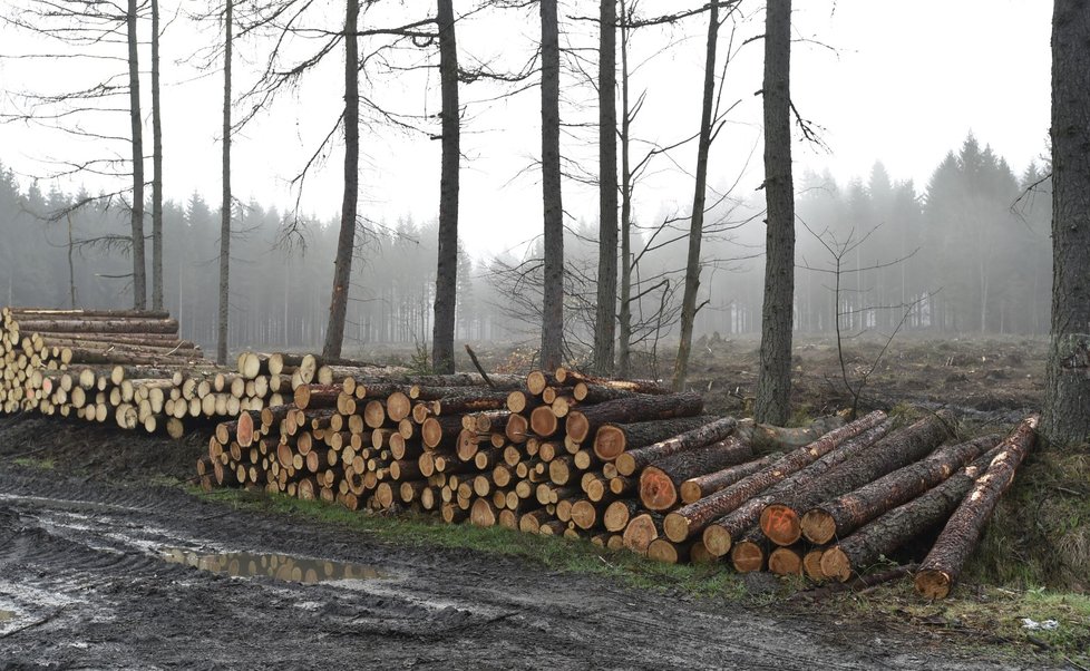 Kůrovcová kalamita, která zasáhla sedm krajů, je podle ministrů největší v ČR. Zvládnout ji potrvá roky, mimo jiné výsadbou druhově pestrých lesů. K vytěžení nebo asanaci kůrovcem zasažených lesů bude třeba navíc 6000 pracovníků a také docházejících chemických prostředků.