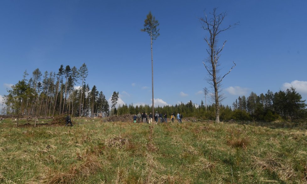 Podle experta na lesnictví bylo dříve běžné, že Lesy ČR měly zaměstnance, kteří na kůrovce reagovali okamžitě a v případě, že někde vyletěl, pokáceli i zdravě vypadající, ale napadené stromy v okolí.