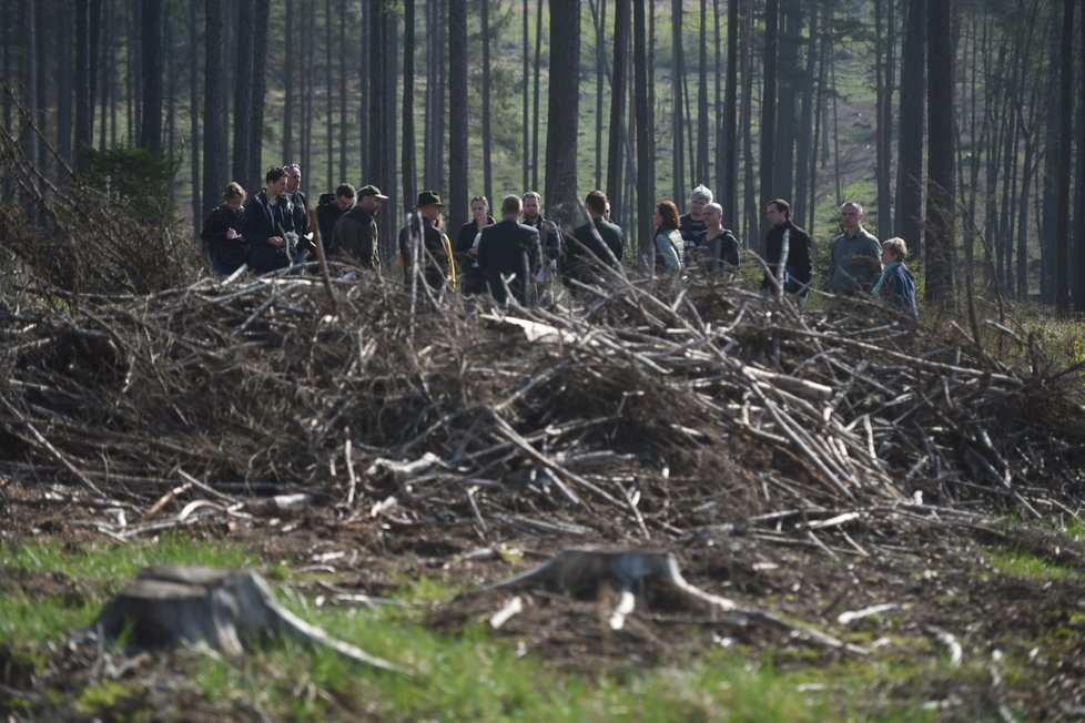 Lesy potřebují nutně pomoc státu kvůli dopadu kůrovcové kalamity umocněné suchem, uvedlo ve svém prohlášení Sdružení vlastníků obecních a soukromých lesů v ČR (ilustrační foto).