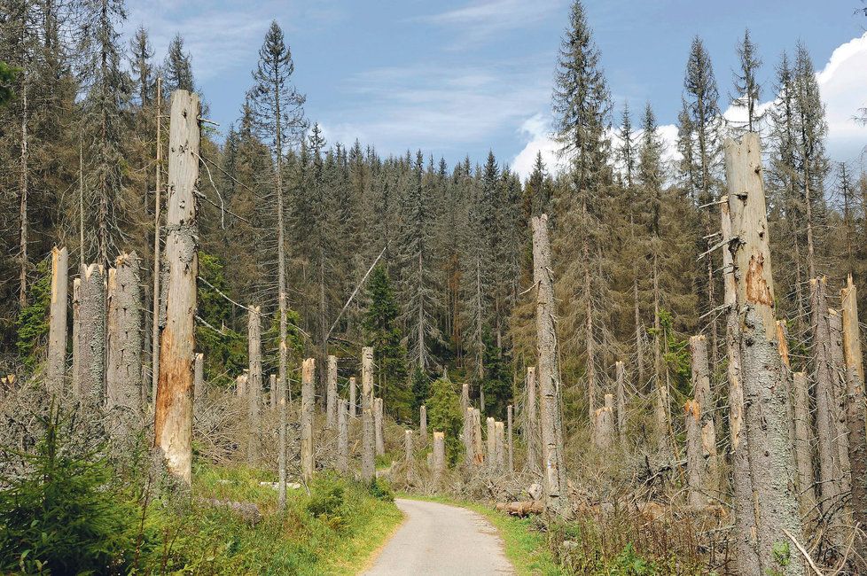 Certifikát FSC odmítají především Lesy České republiky, které používají rozšířenější certifikát PEFC.
