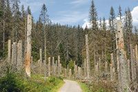 Lesníci chtějí od státu kompenzace za kůrovce. Hrozí i nátlakovými akcemi