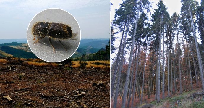 Koronavirus komplikuje lesníkům boj s kůrovcem.