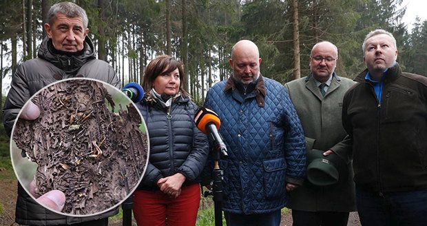 Vláda dá na boj s kůrovcem miliardy. Schillerová škůdce hledala na Švihově